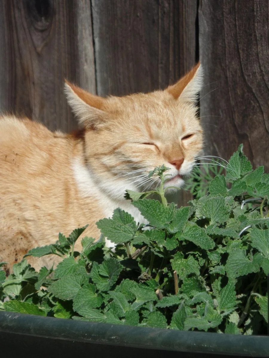 CATNIP (Kedi Nanesi): Nedir? Nasıl kullanılır?